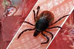 هشدار دامپزشکی طرقبه شاندیز در خصوص بیماری خونریزی دهنده تب کریمه کنگو (CCHF)